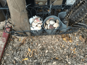 buckets of rocks and shells