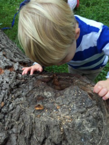 examining a tree trunk