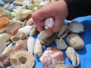picking shells